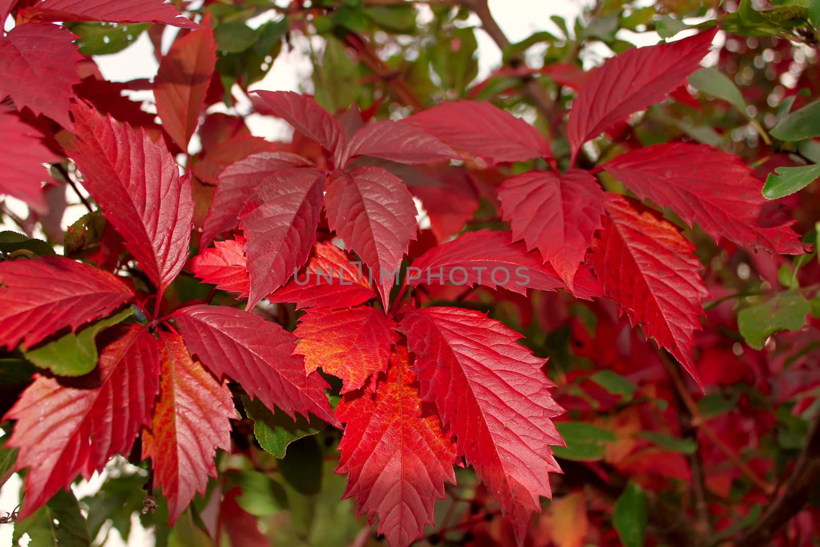 Red leaves of wild grapes by qiiip