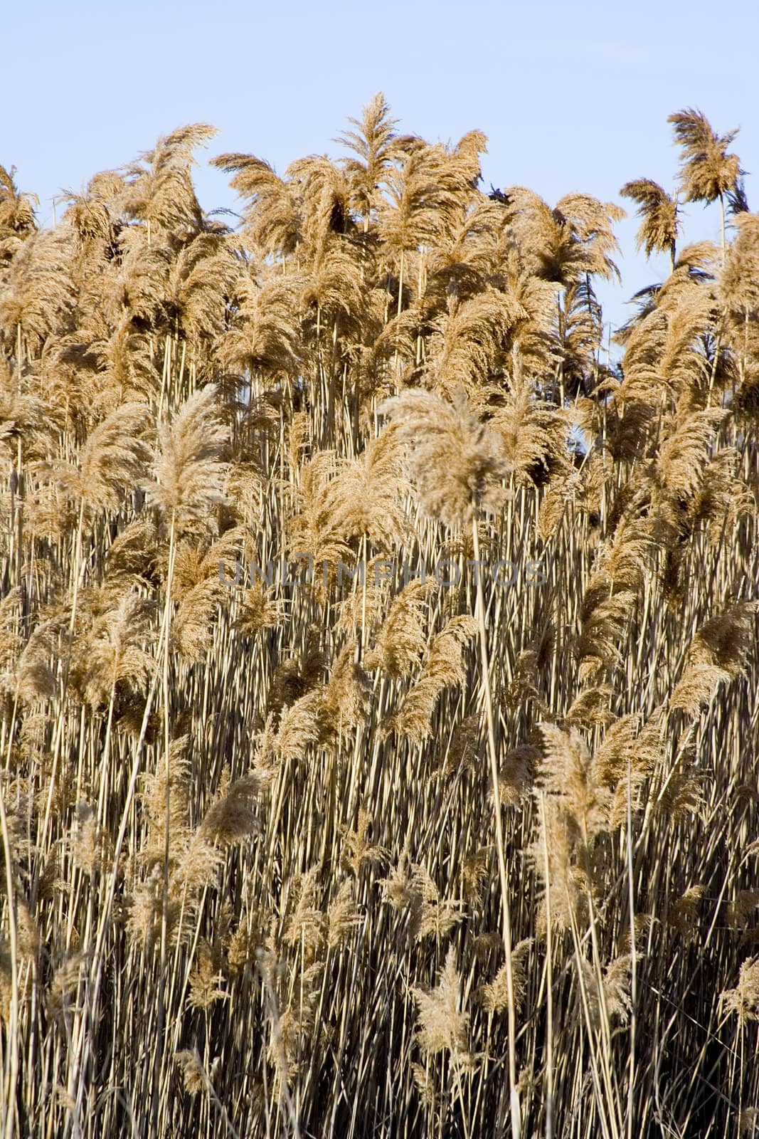 Tall grass background  vertical pattern nice and natural