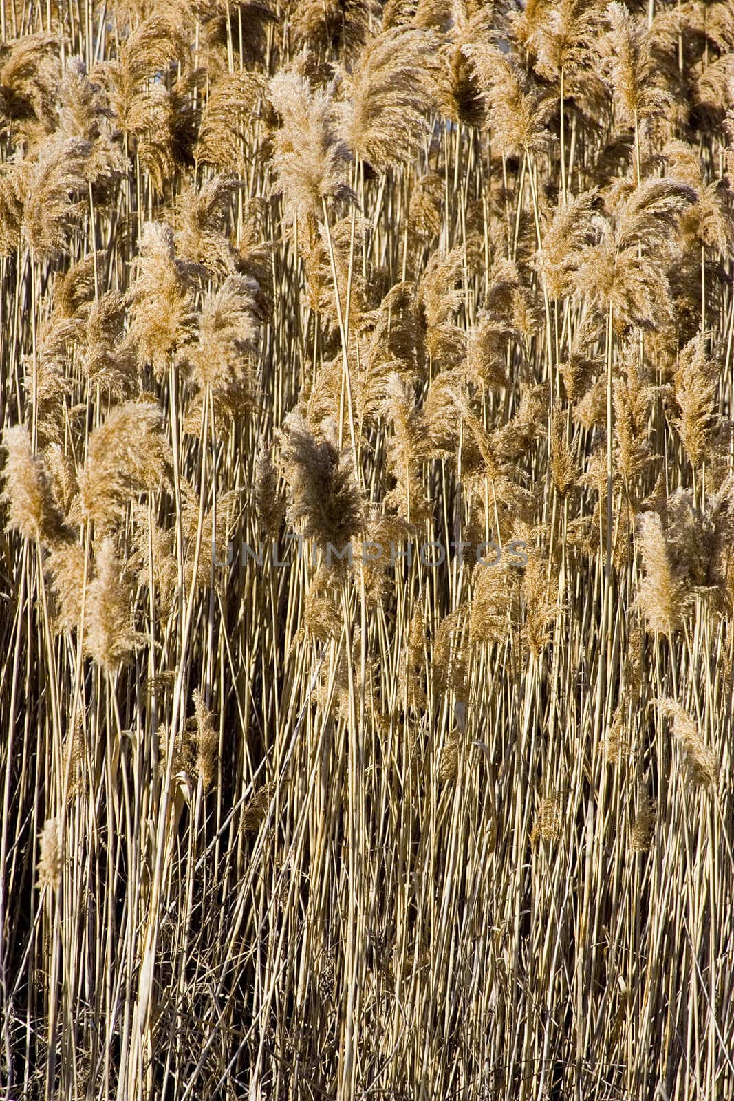 Tall grass background  vertical pattern nice and natural