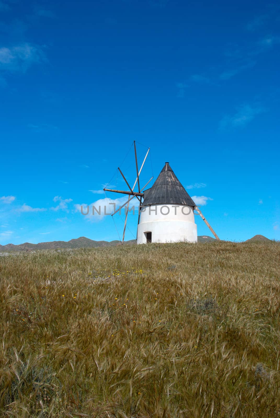 Traditional windmill amid meadow at springtime