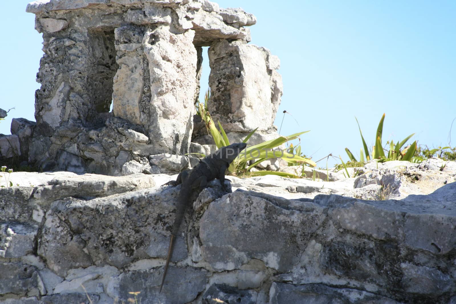 Tulum lizard by snokid