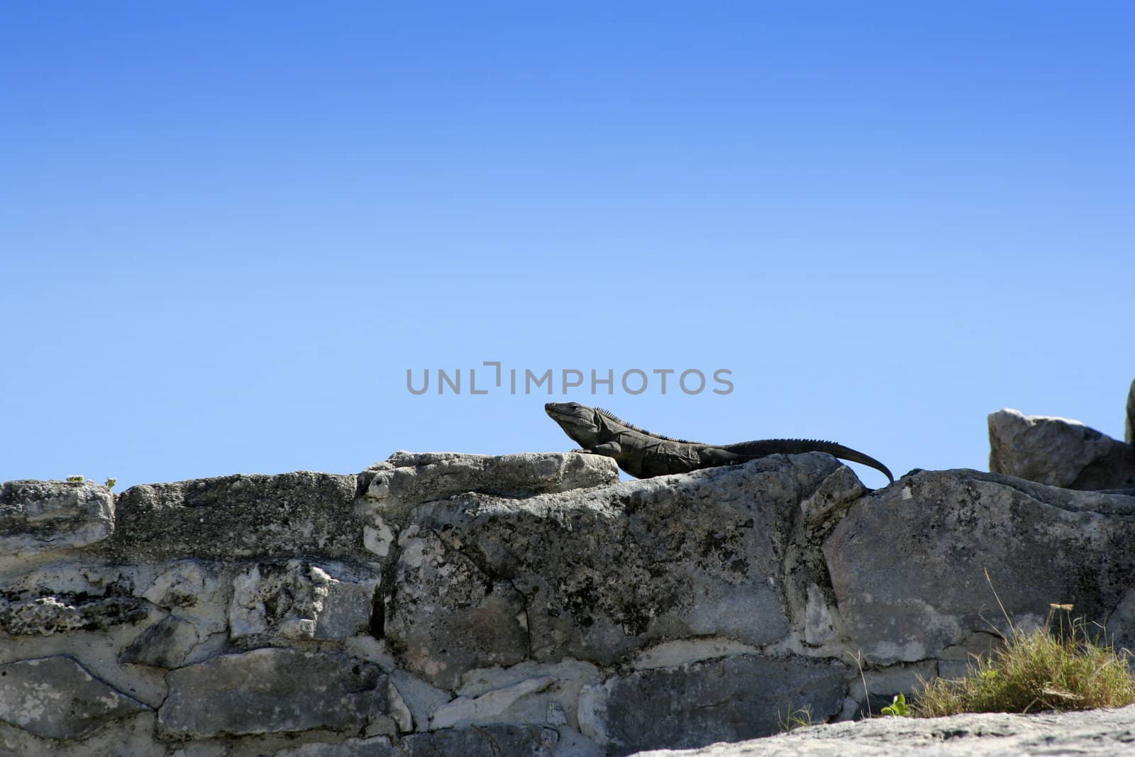 Lizard , reptile at one of the  ruins in tulum mexico
