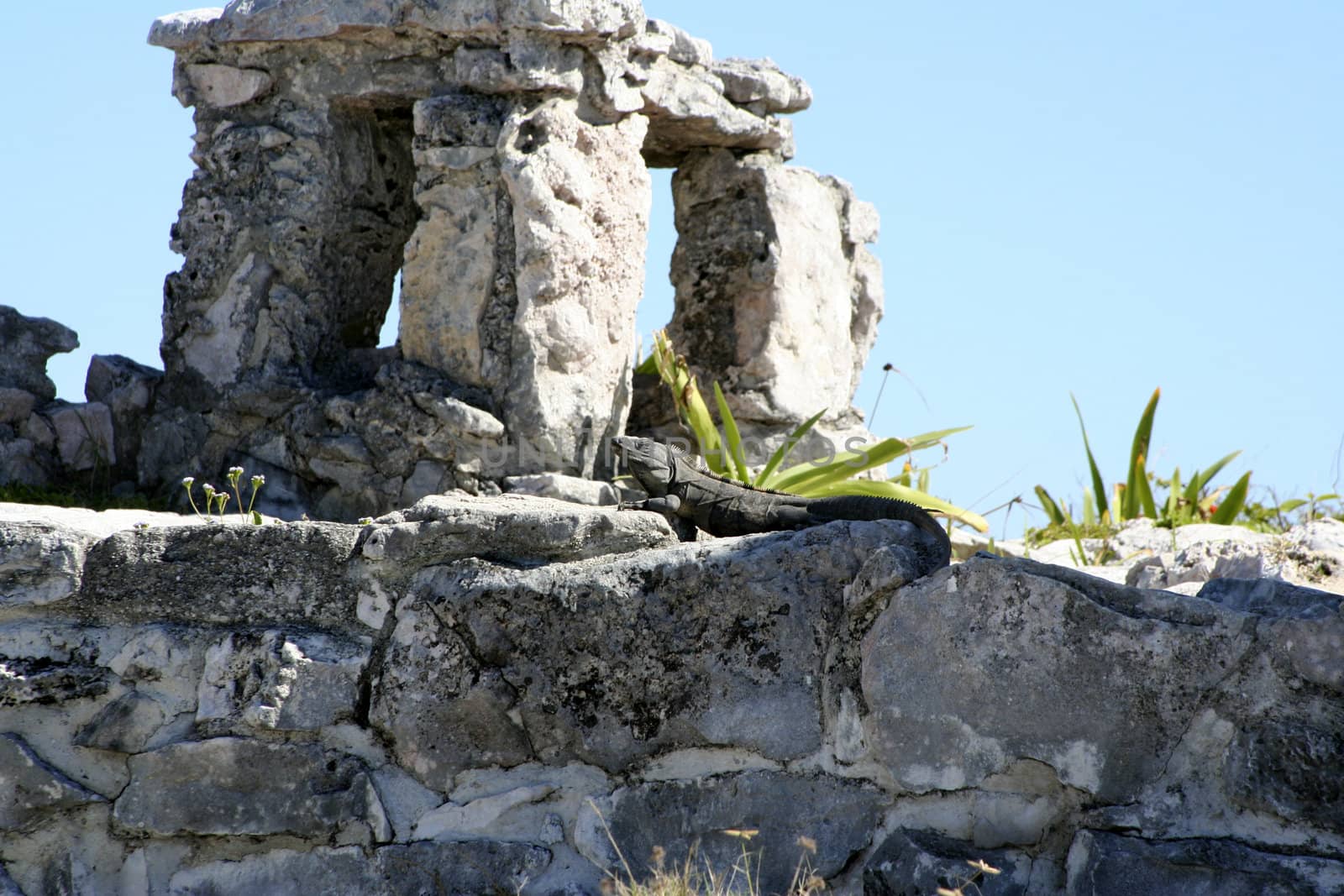 Lizard , reptile at one of the  ruins in tulum mexico
