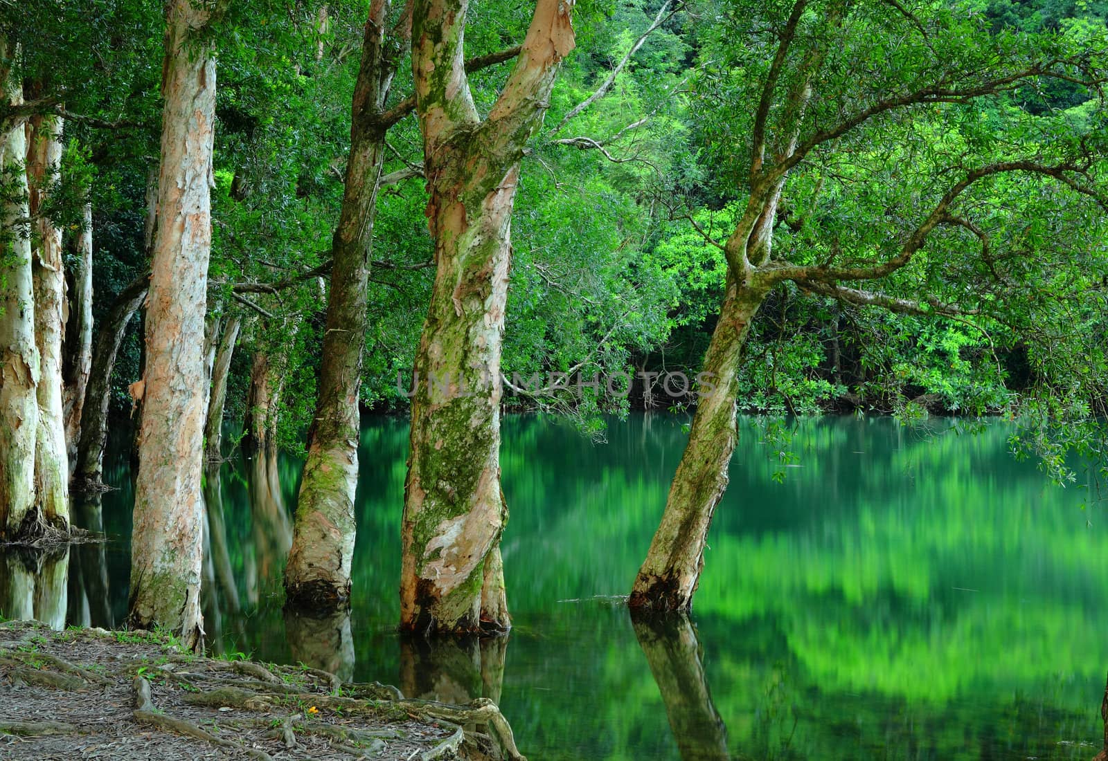 tree on water