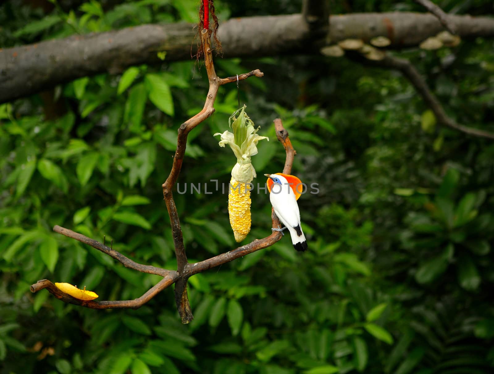 Bali Starling at zoo
