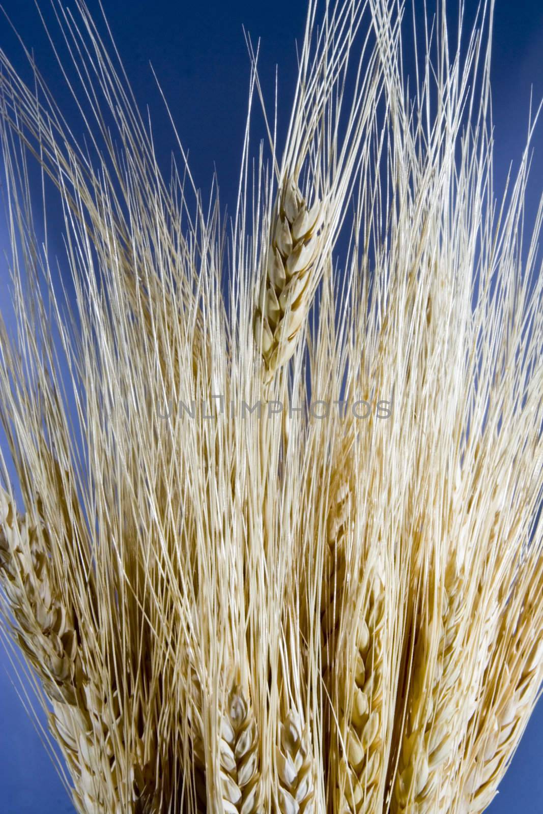 Close up of wheat grain on blue background 