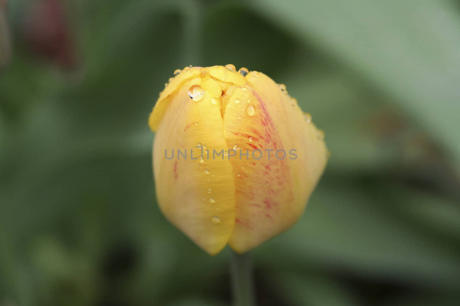 water drop on yellow rose by snokid