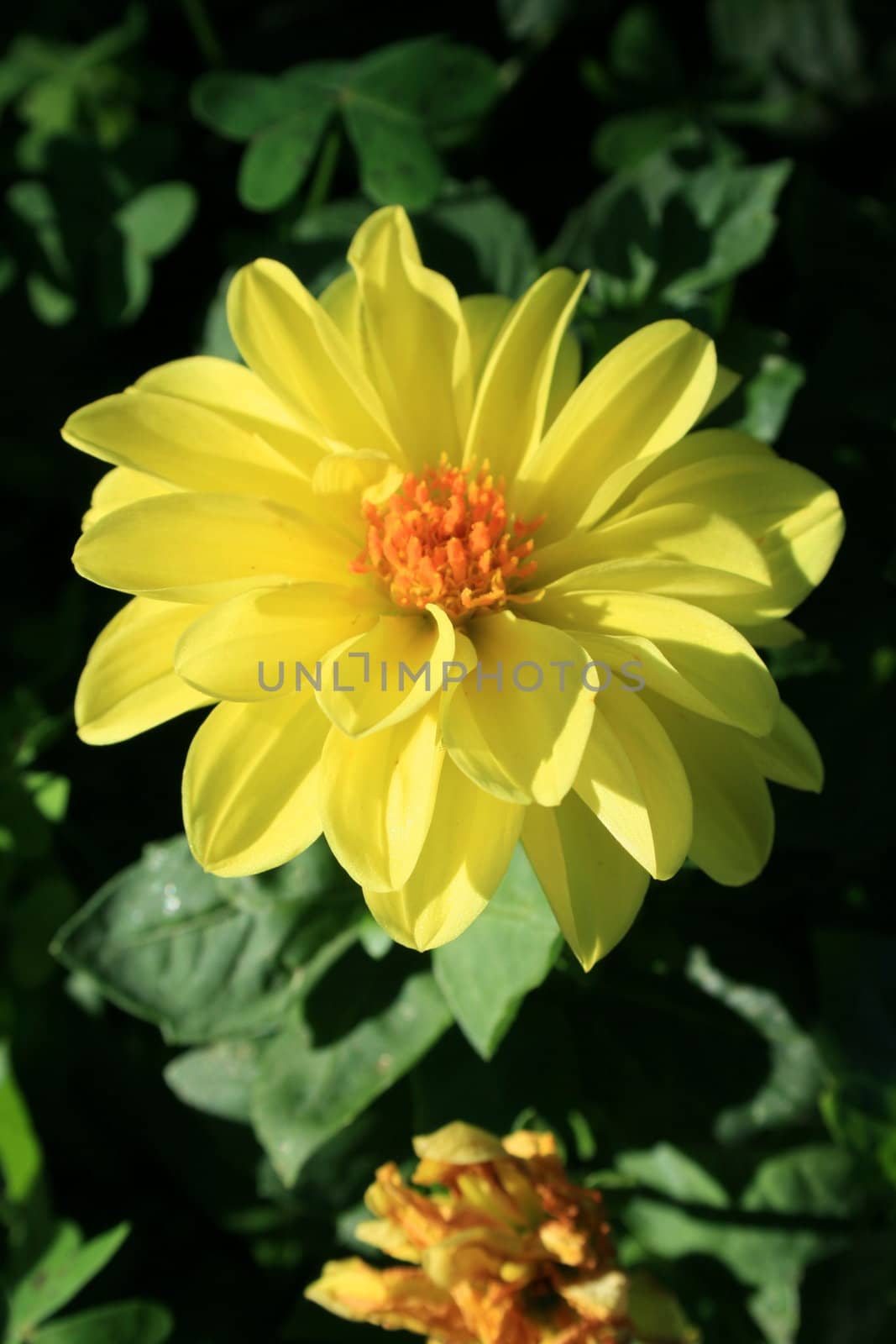 Close up of a yellow dahlia flower.
