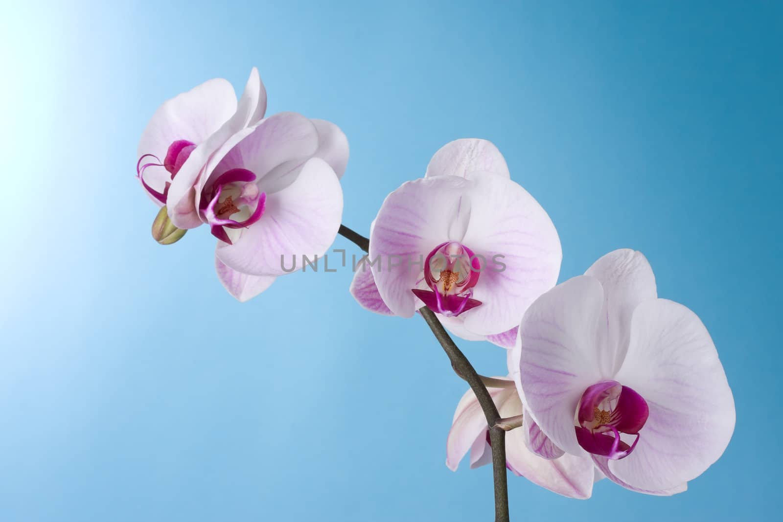 Moth Orchid isolated on Blue