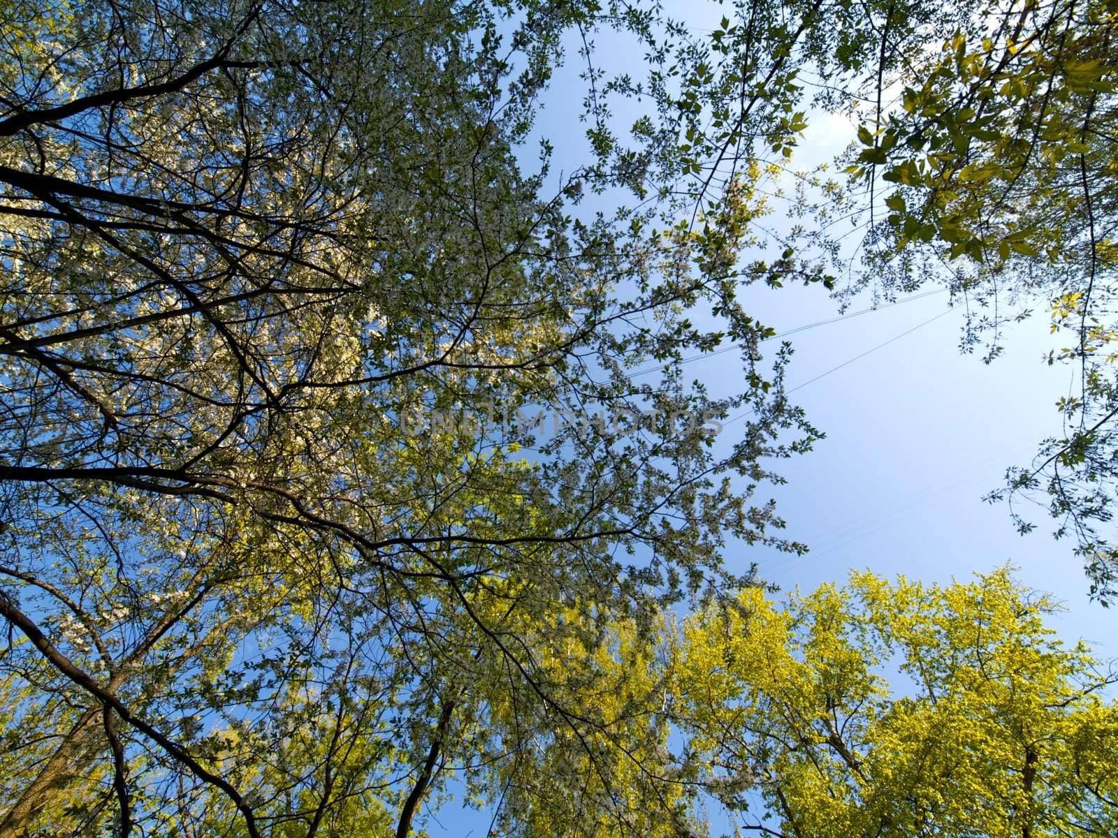 Wide angle shot of a blossoming tree branches on a sky background