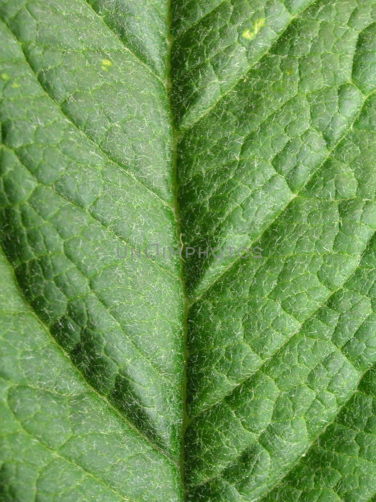 leaf background  by leafy