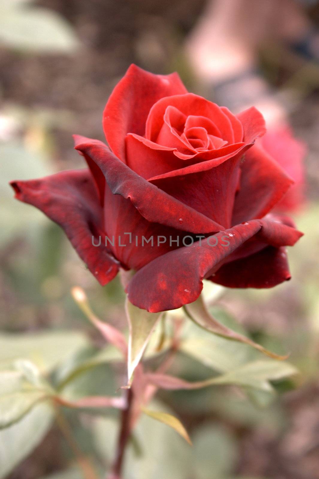 single red rose a symbol of true love