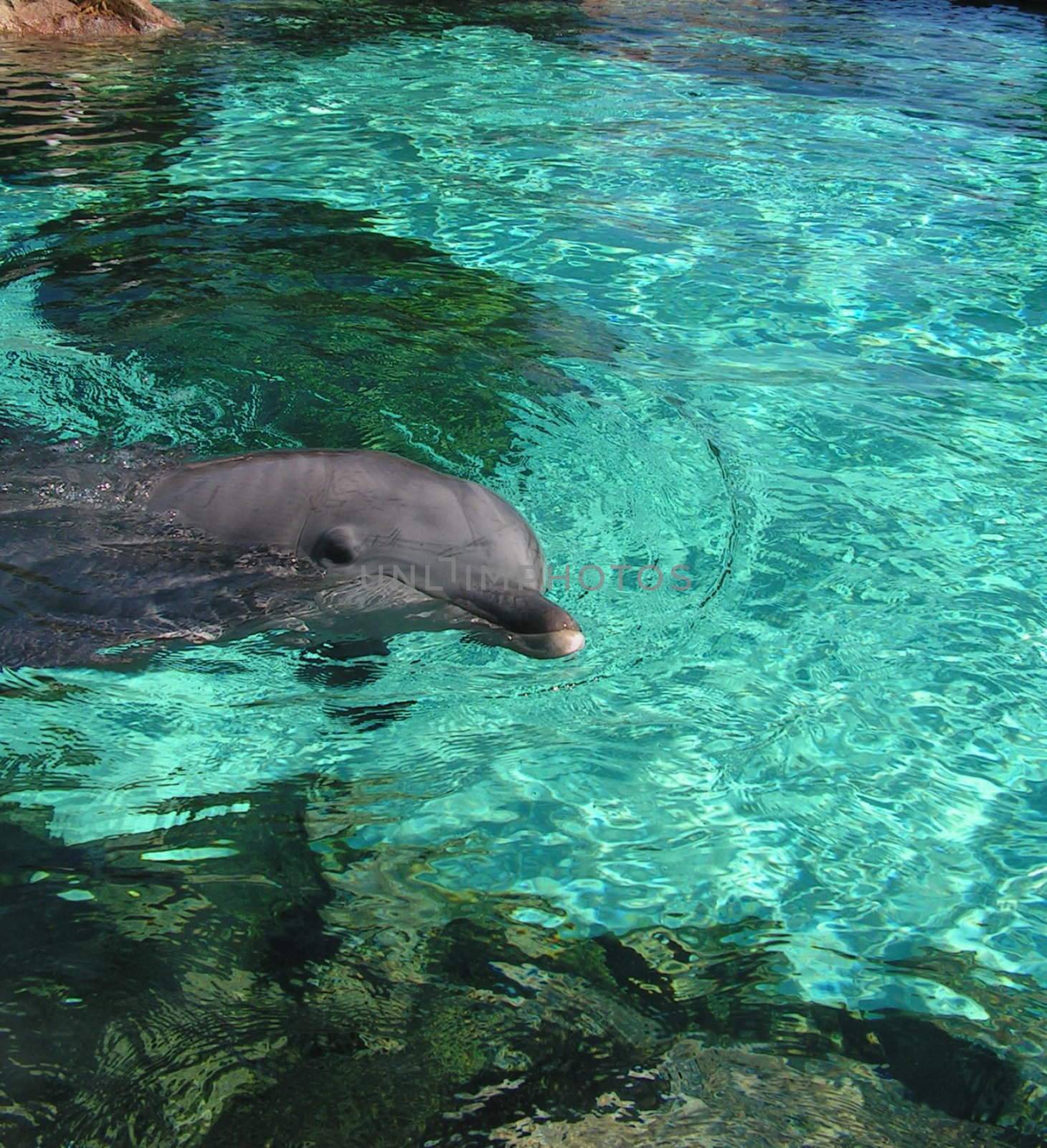 dolphin swimming around the pool in captivity