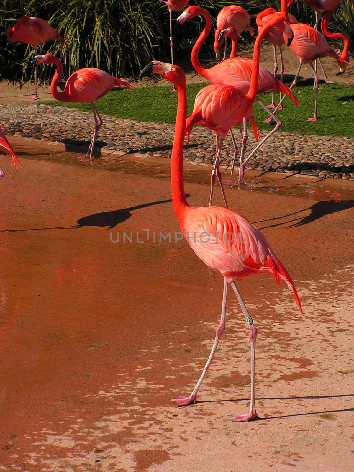 flamingos by leafy