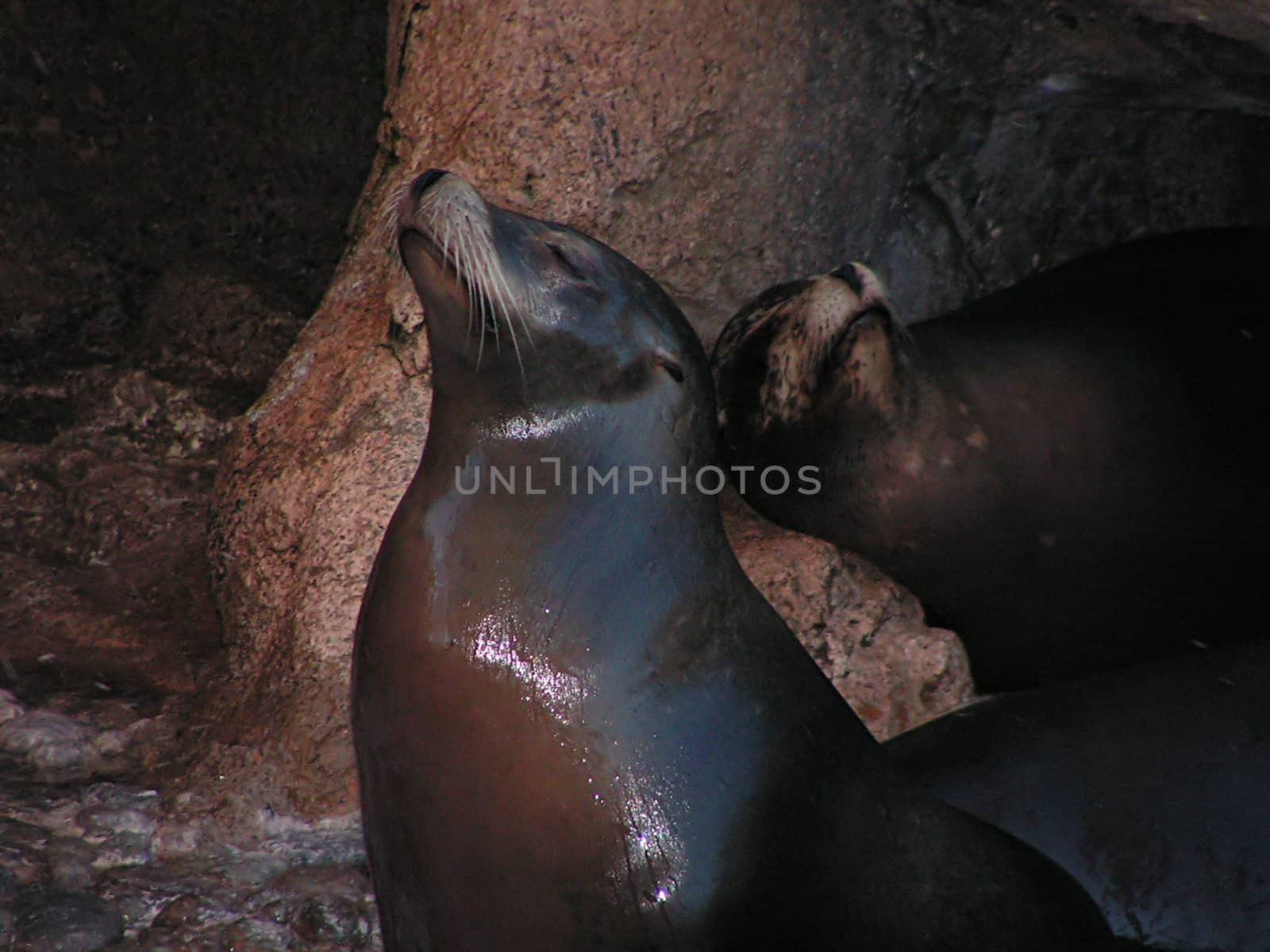 two sealions by leafy