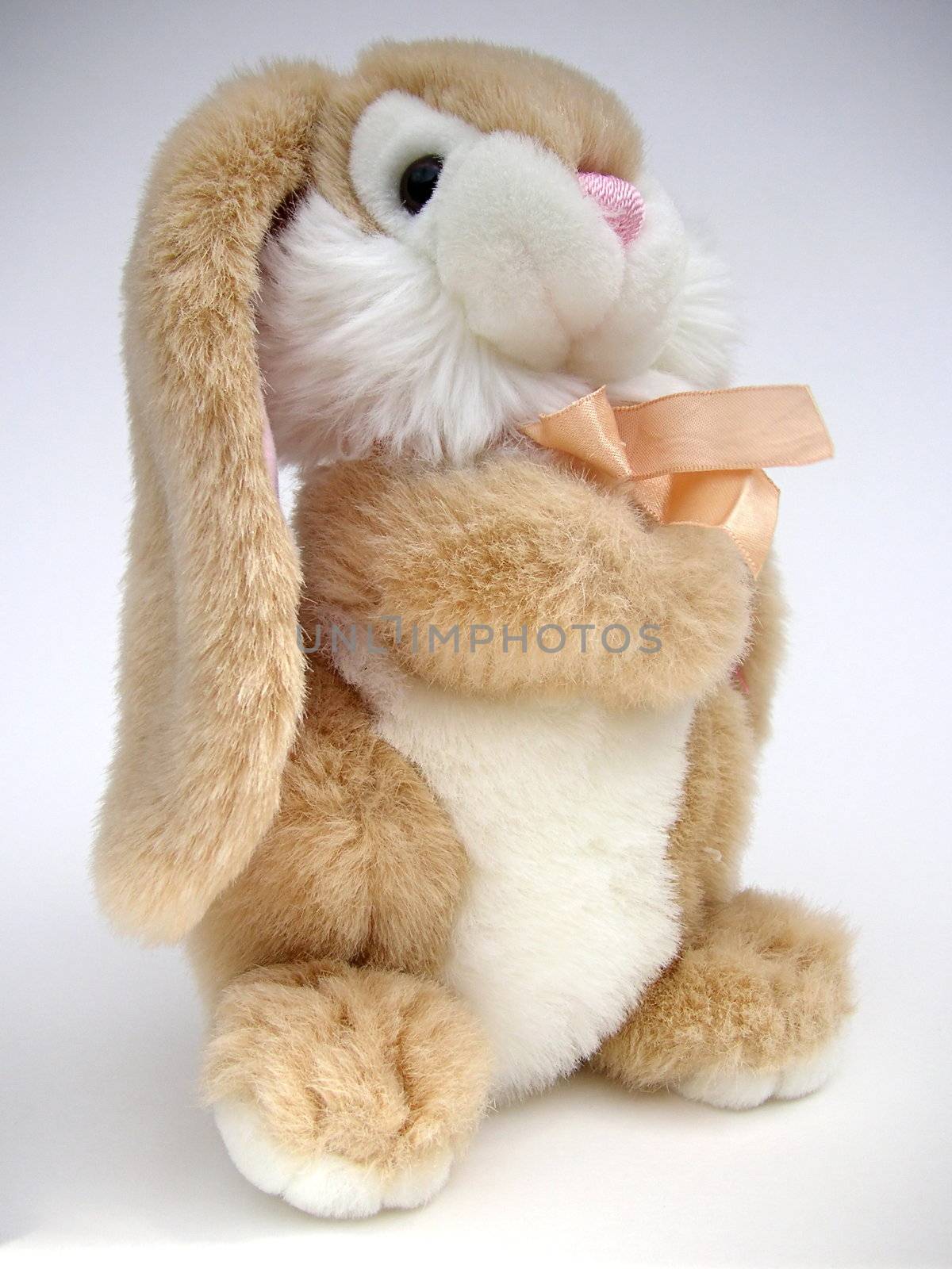 bunny rabbit  toys closeup of its face