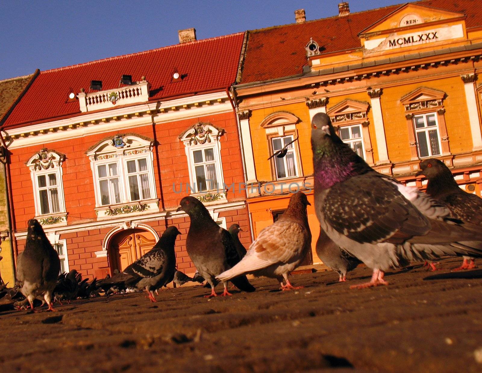 an image with many pigeons walking arround