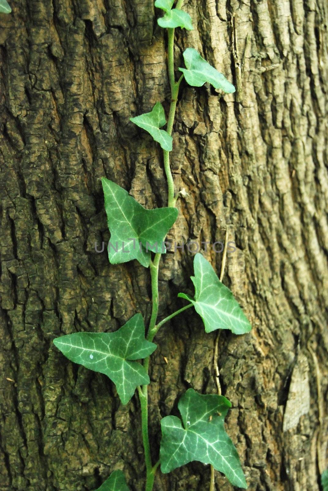 creeping ivy on a tree