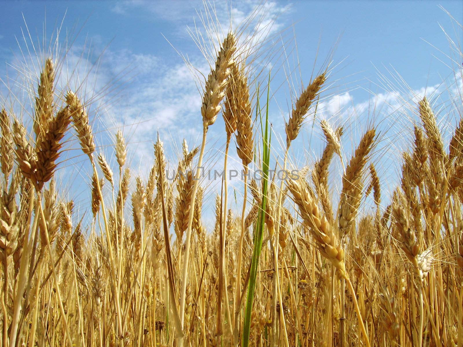 a close image of a crop field with blue sky in background