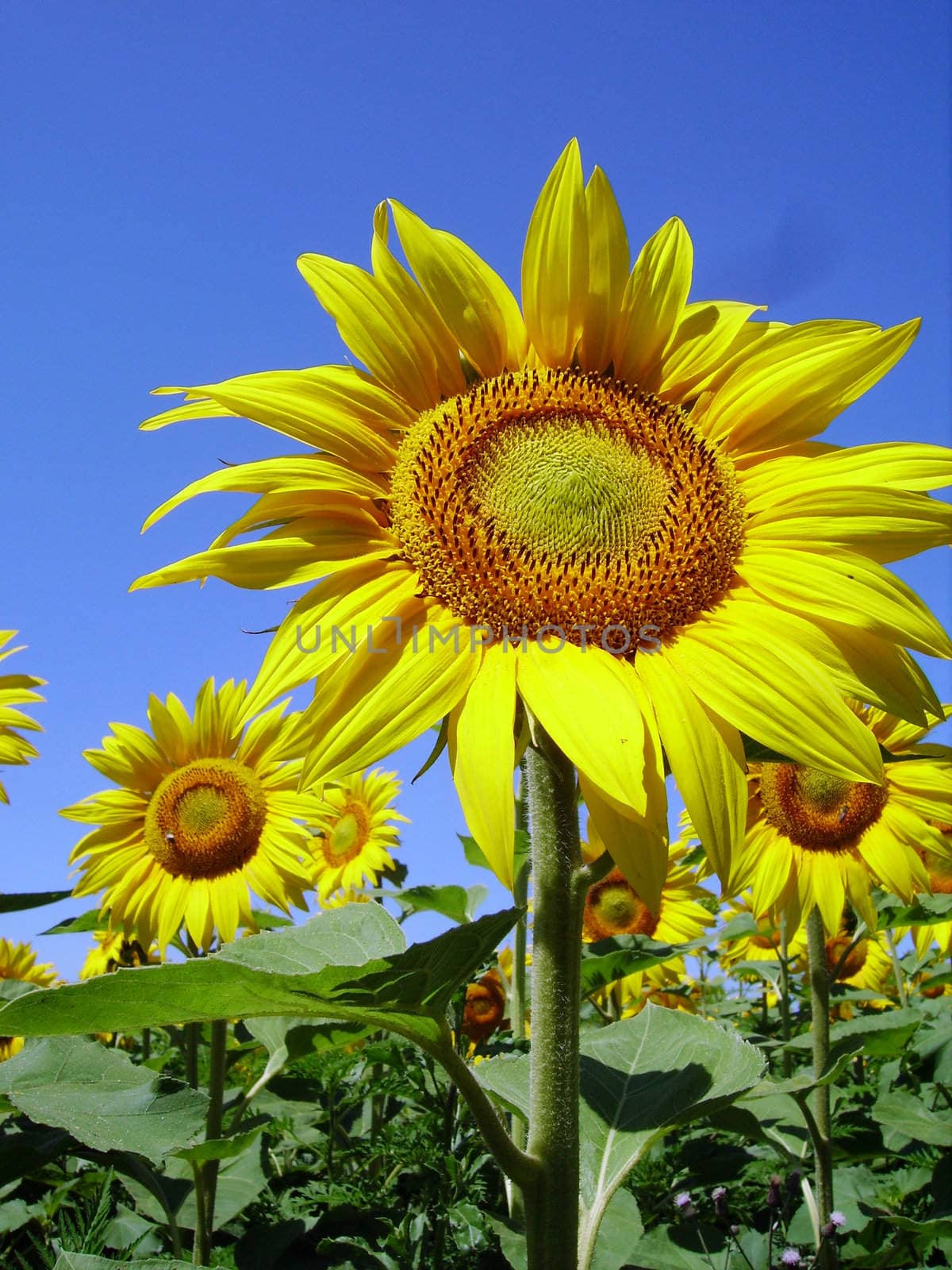 Sunflower Crop by tony4urban