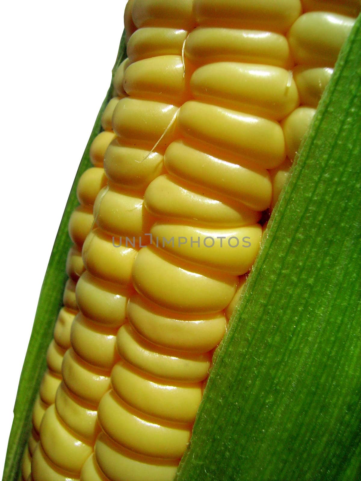 A single dry corn isolated on white