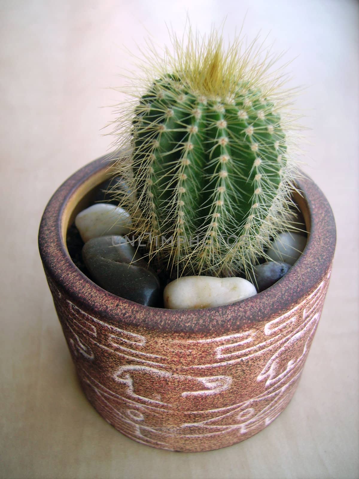 green cactus for interior decoration: beautiful desert plant