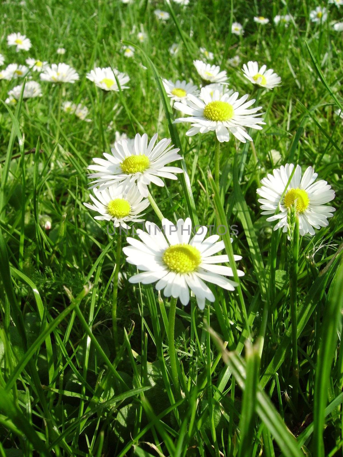 A beautiful image with white flowers and green grass