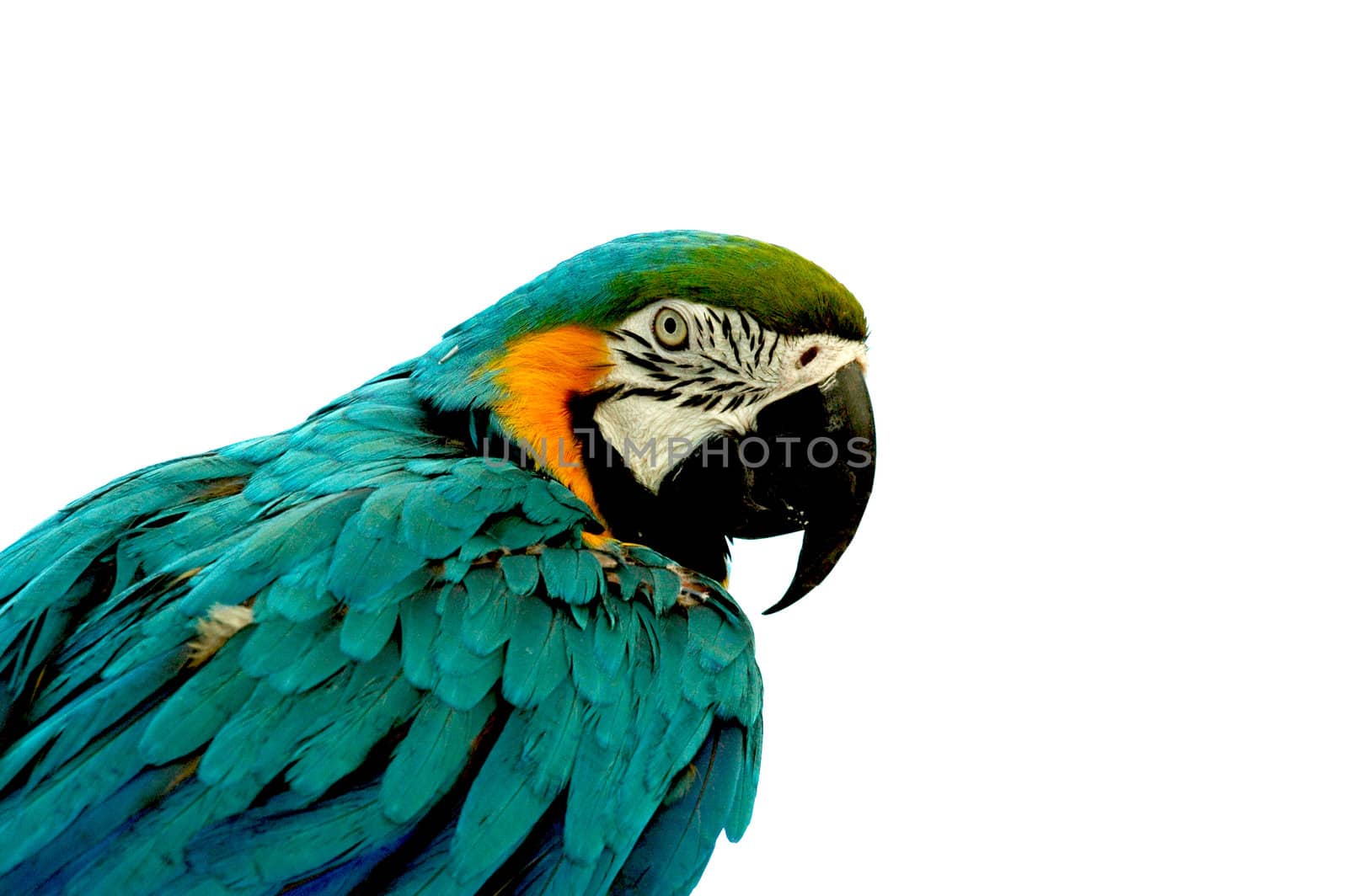 small greener parrot on a seat bar isolated