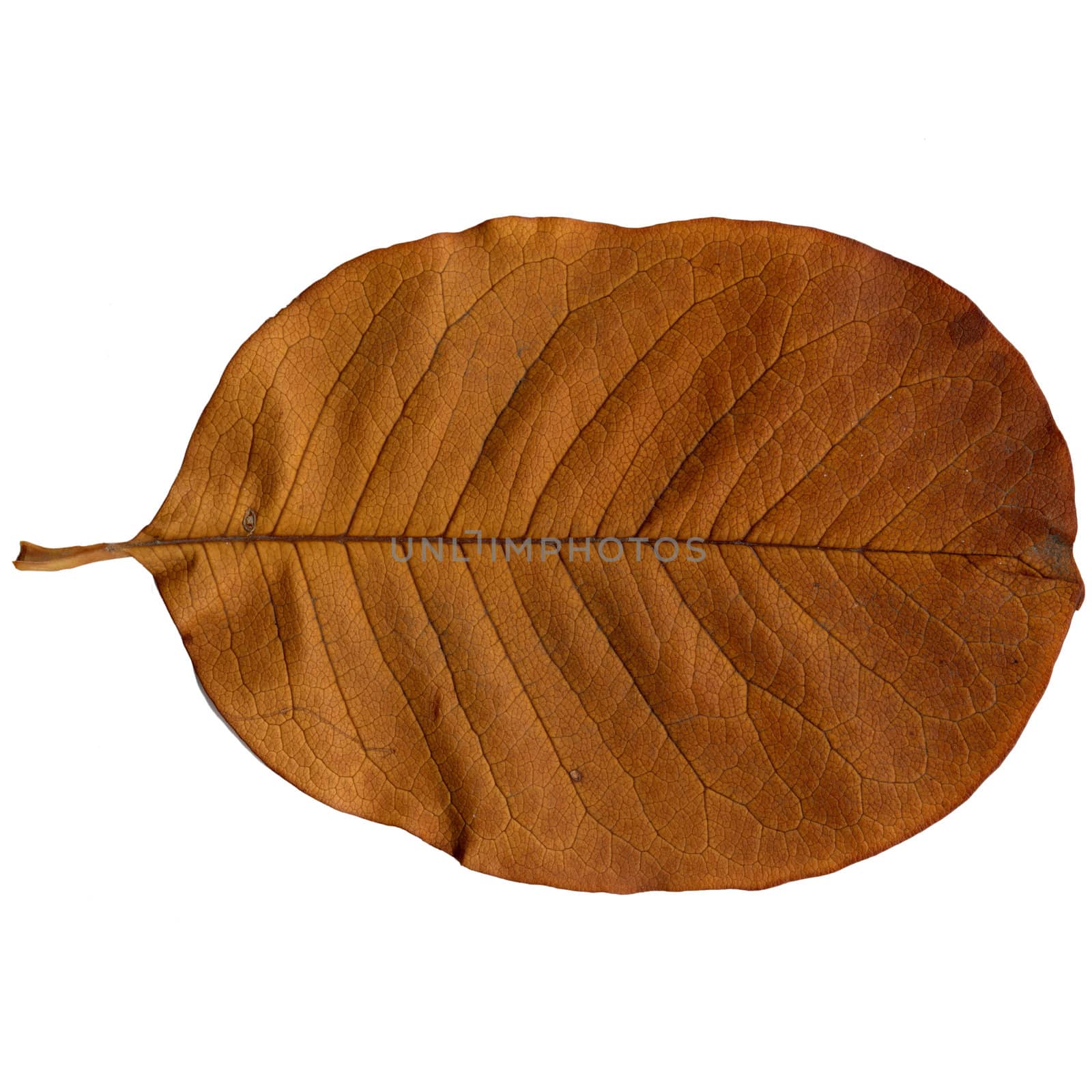 Tree leaf