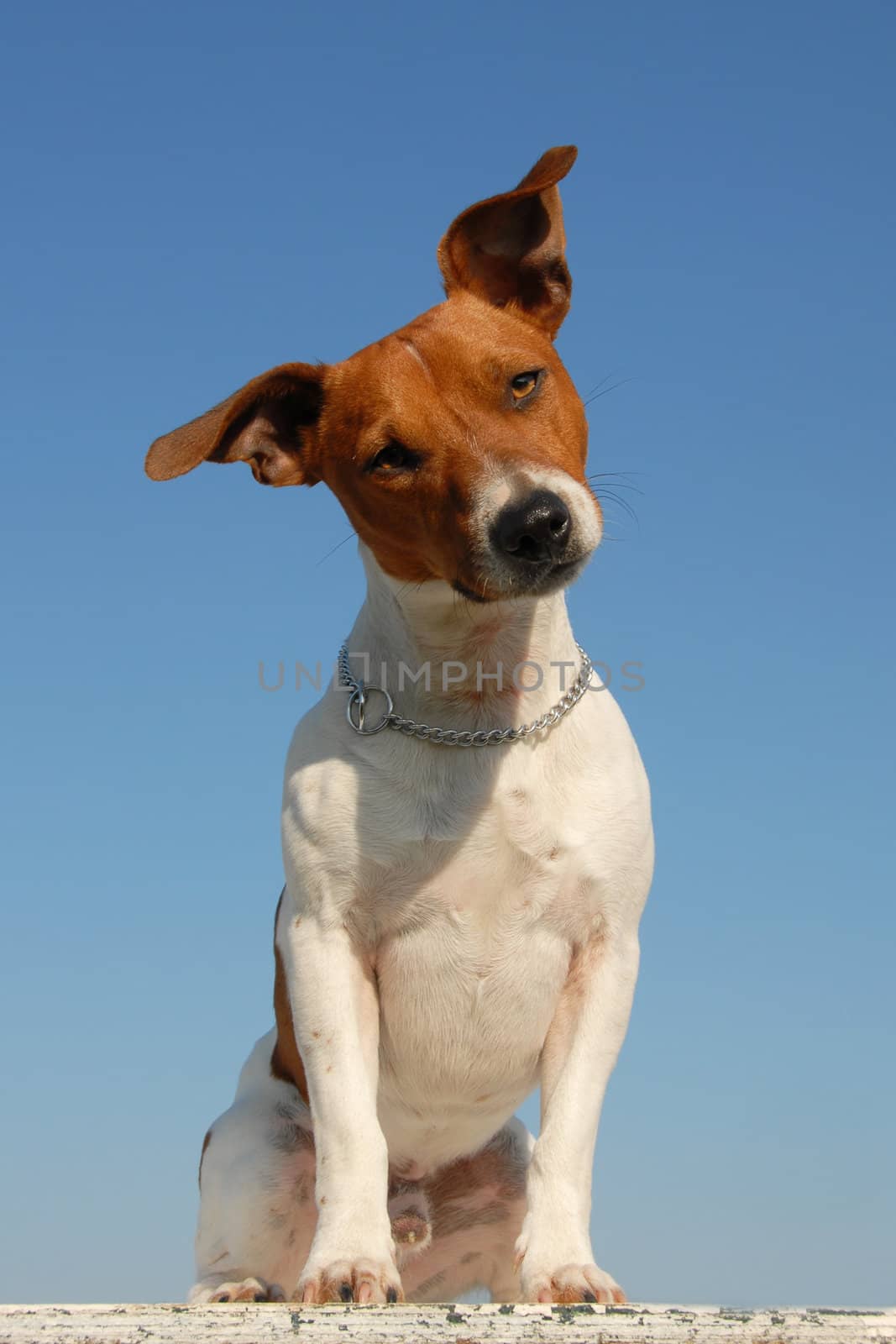 portrait of a purebred jack russel terrier in the nature