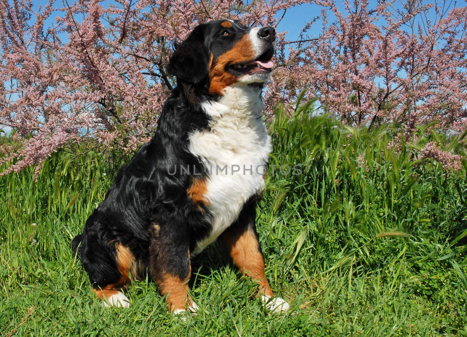 purebred bernese mountain dog sitting in the grass