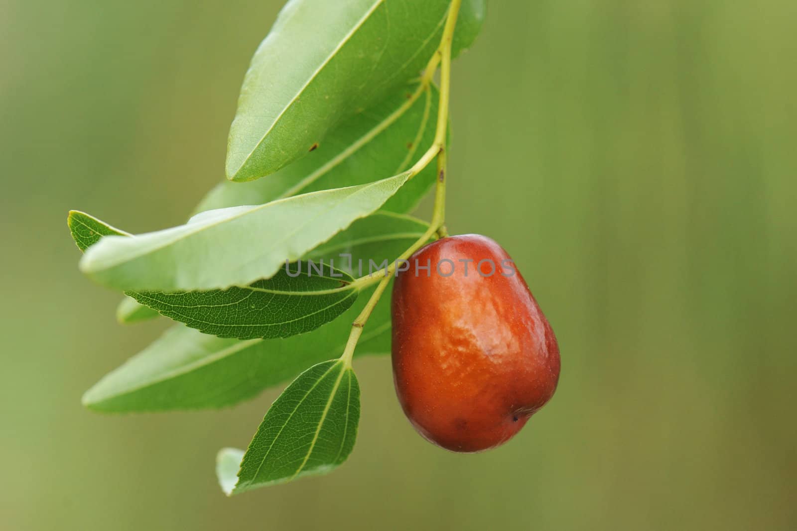 close up of Fruits of a jujube tree