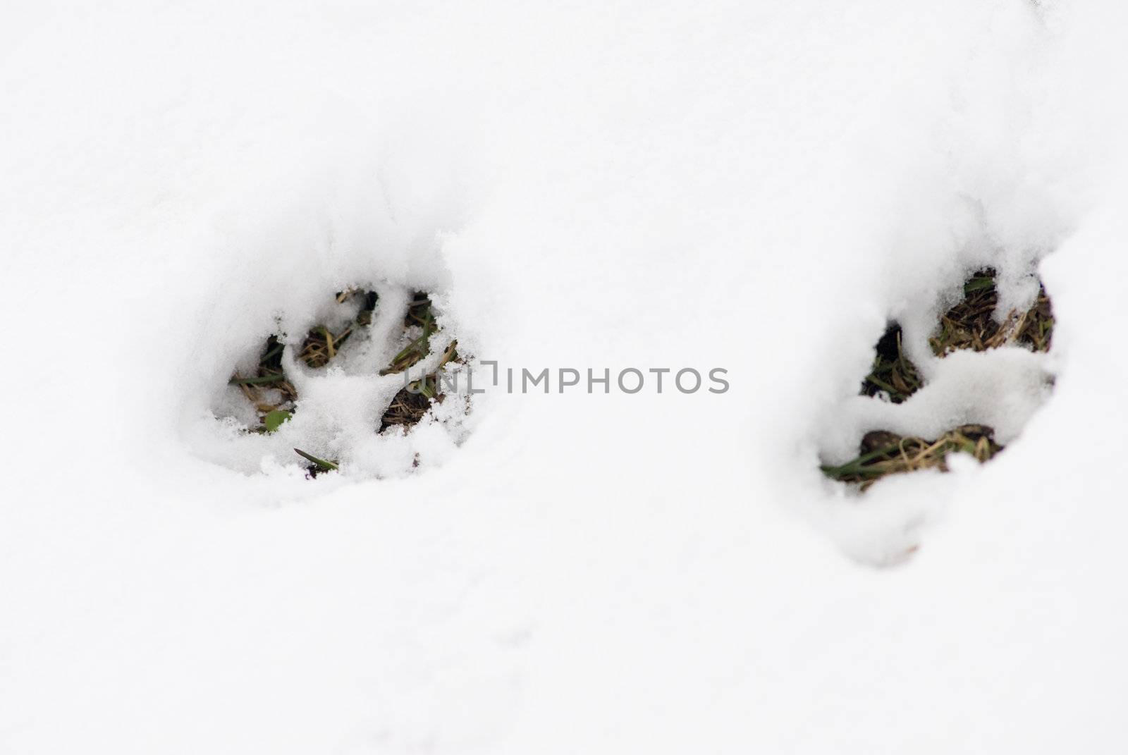 footsteps in the snow by laengauer