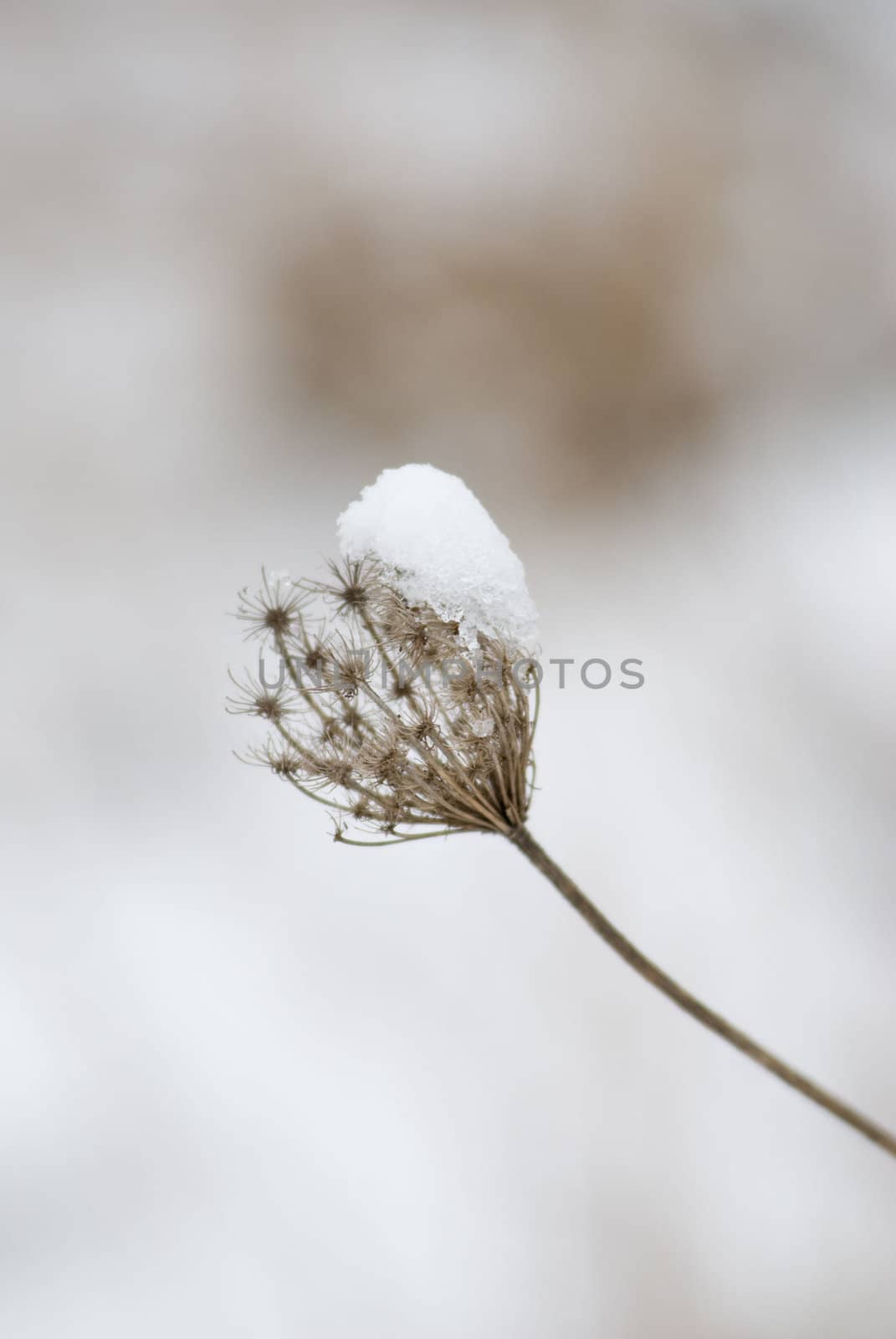 snowy vegetation by laengauer