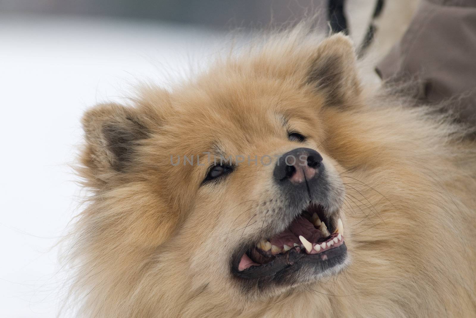 a brown eurasier dog looking up at something in a snowy background