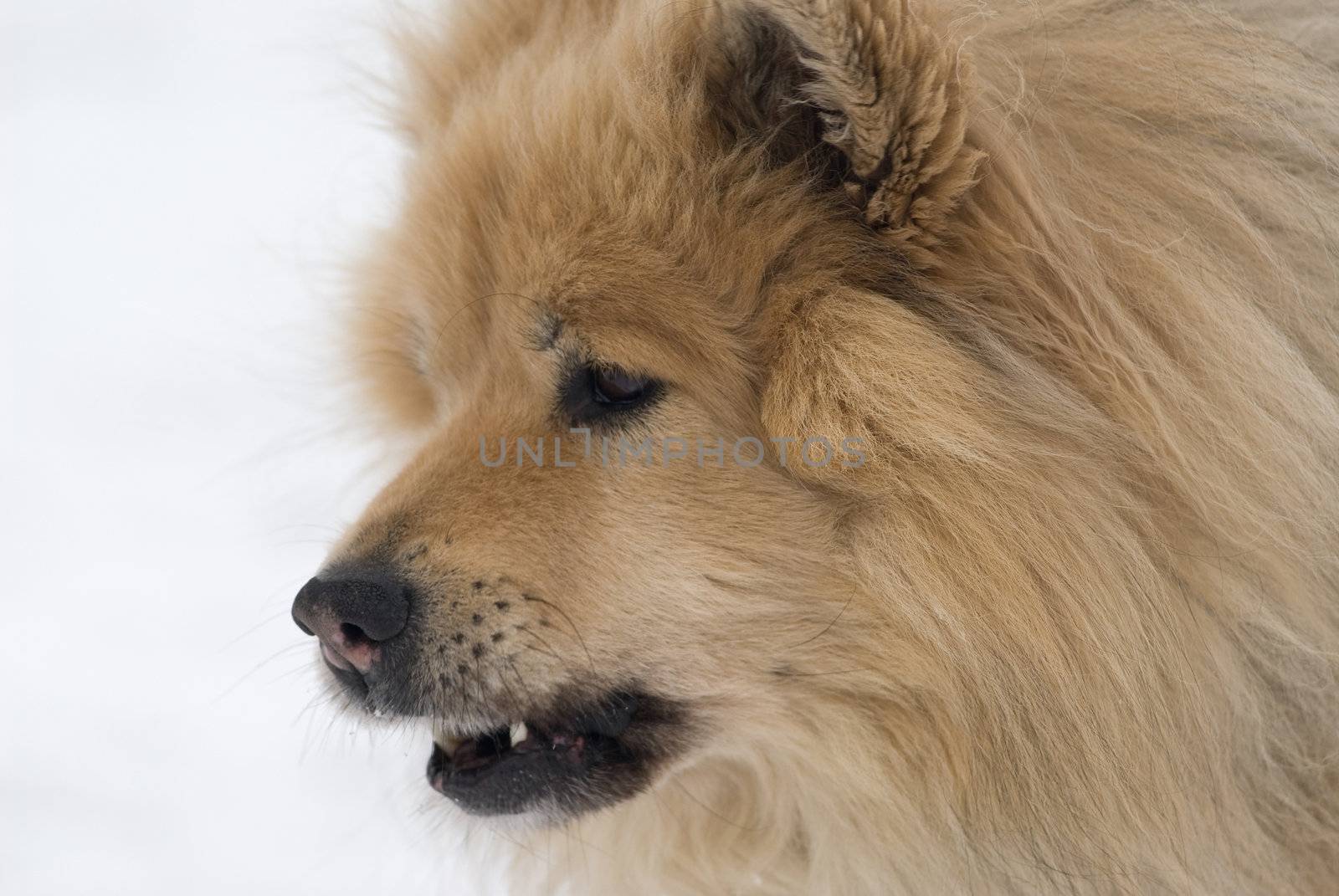 a cheeky looking brown eurasier dog with his mouth open on a snowy background