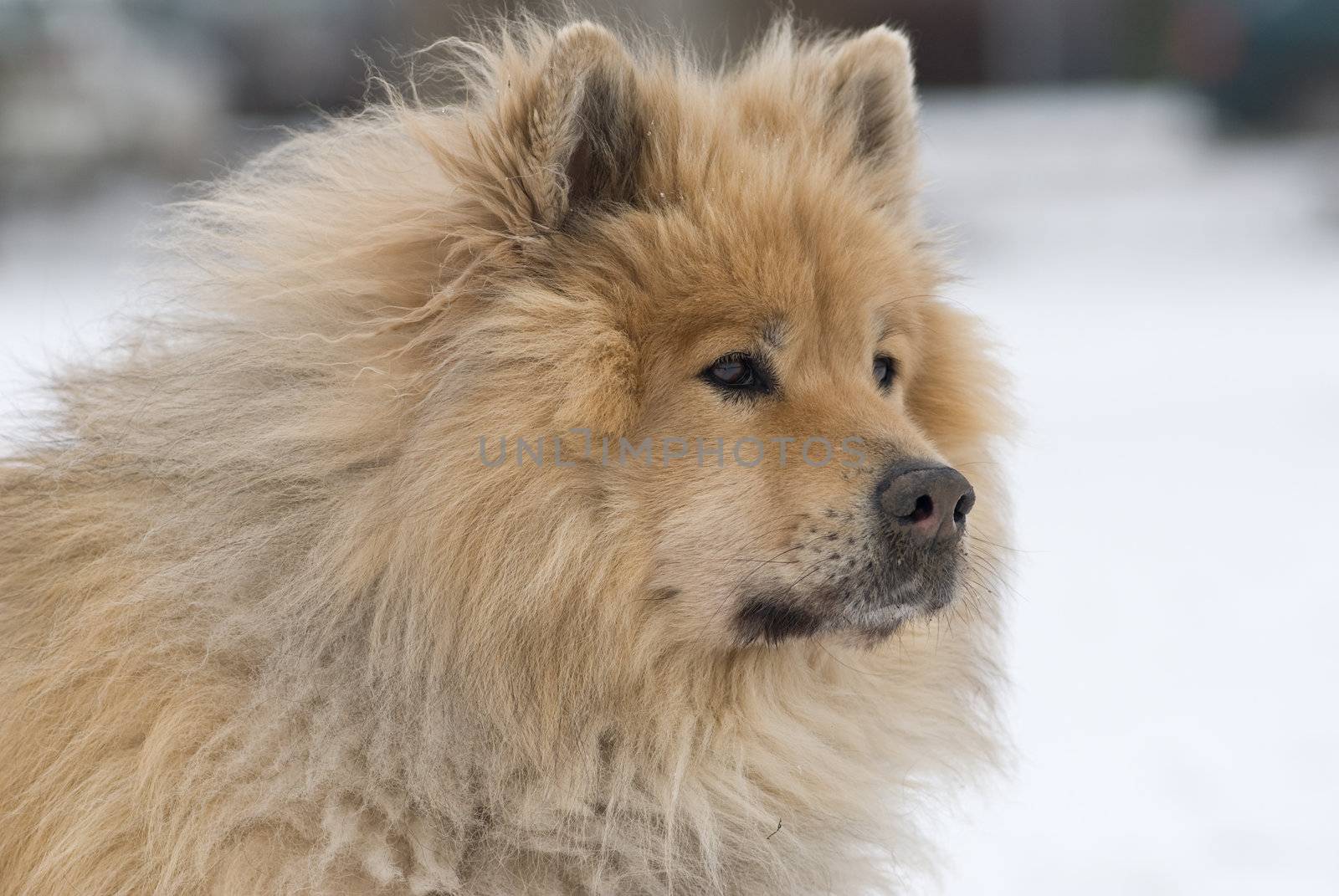 a brown eurasier dog looking mindful and worried at something distant in a snowy background