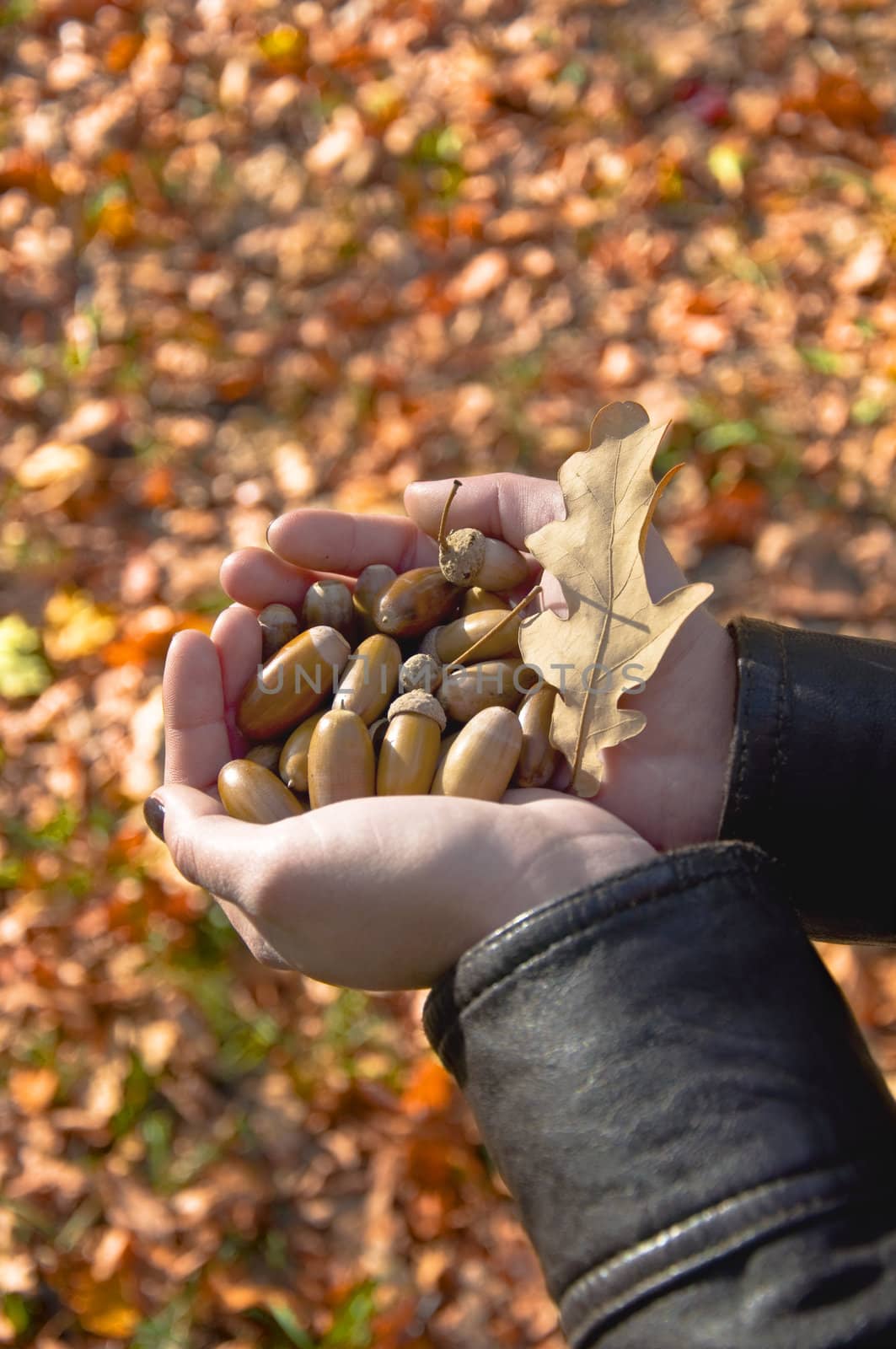 Female hands holding a handful of acorns on the background of the fallen yellow leaves.