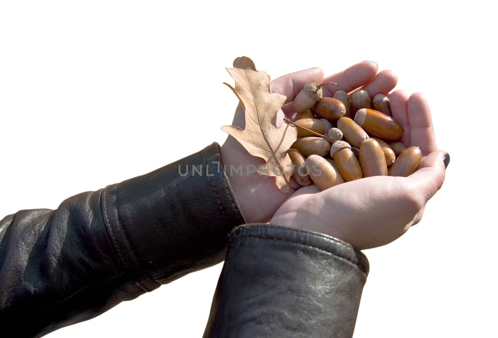 Female hands holding a handful of acorns on white background. Isolation