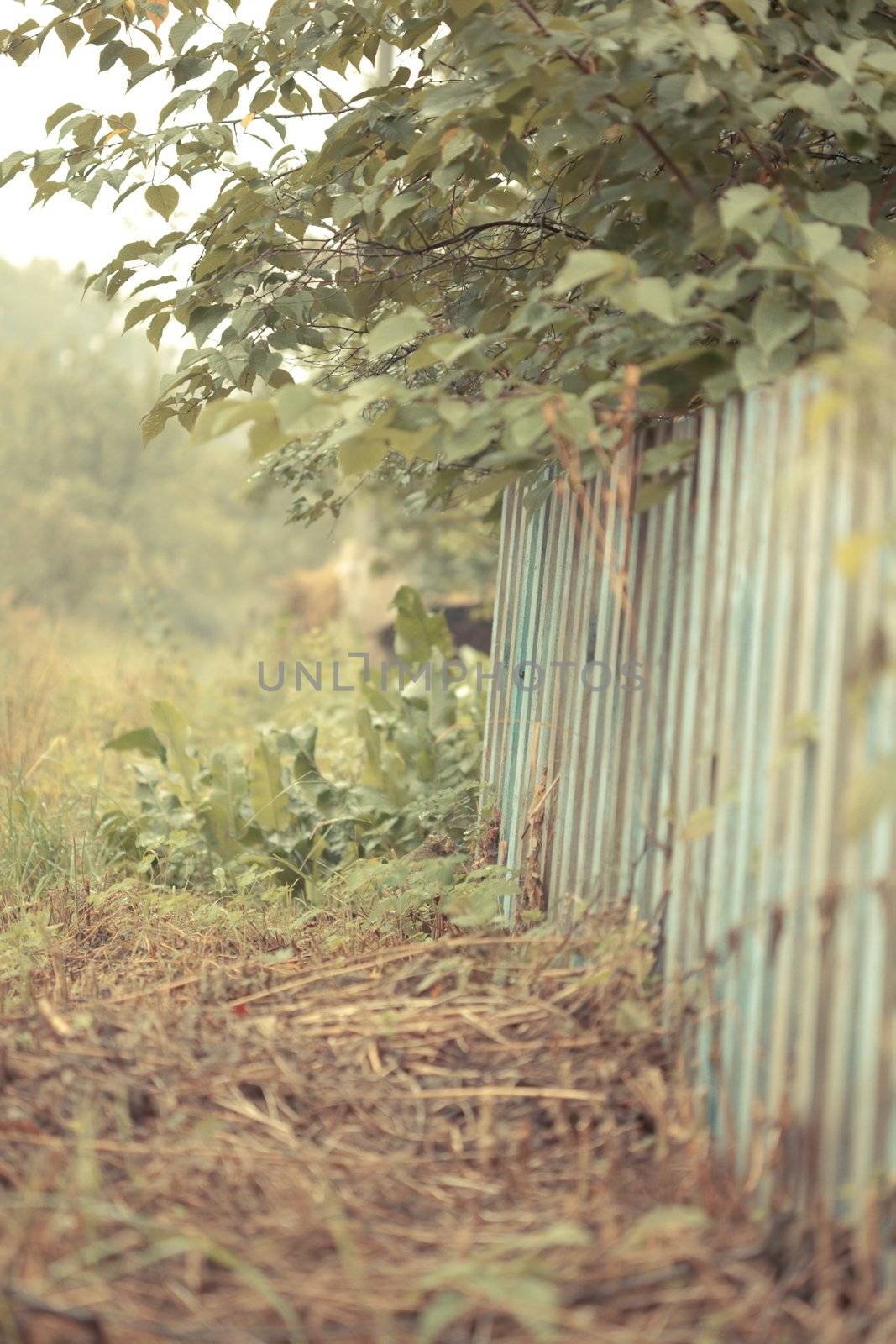 Romantic background: the old rickety fence and lilac. Subtle muted pastel colors. Foggy morning, calm serenity mood