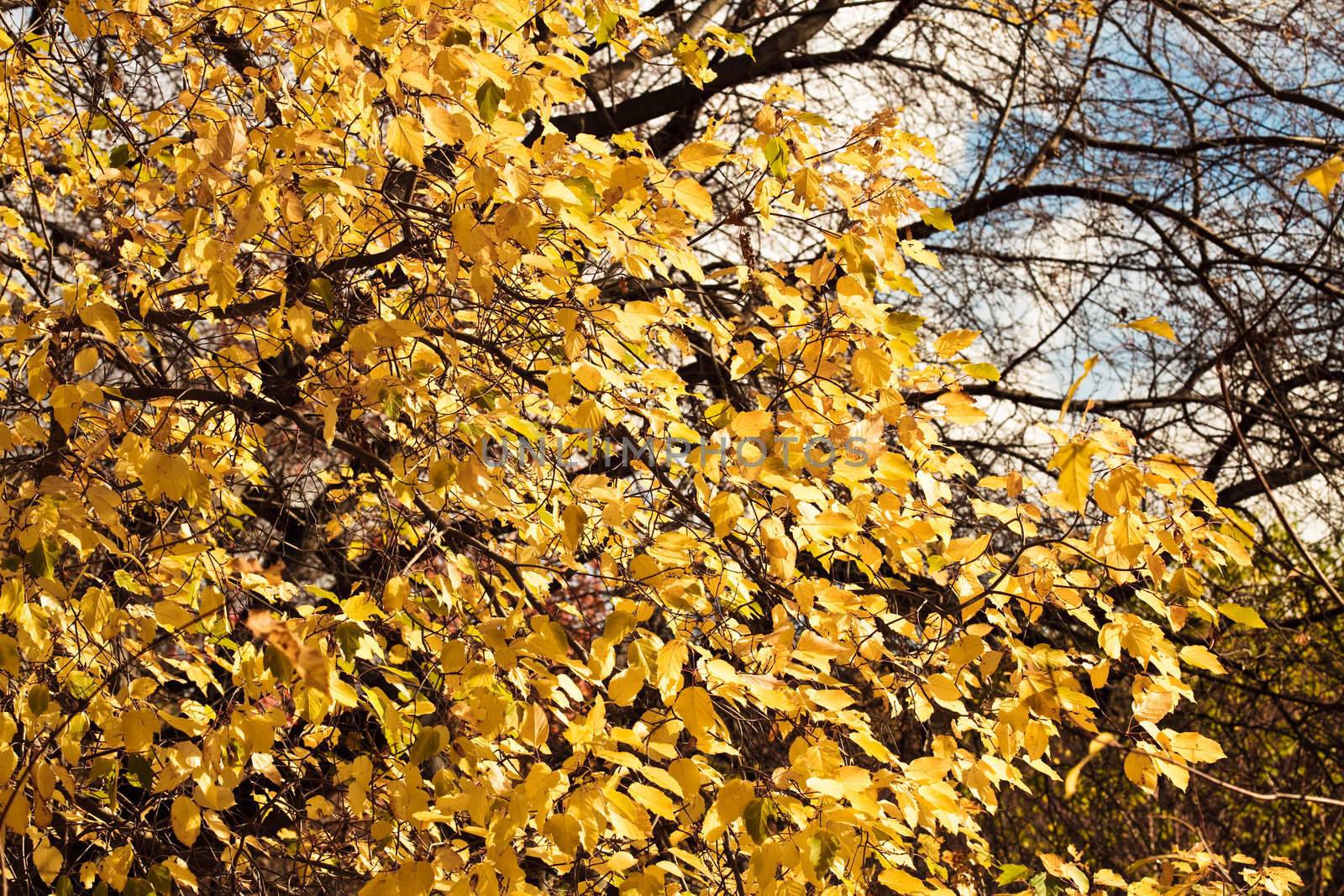 Autumn colorful leaves, natural backdrop for any purpose