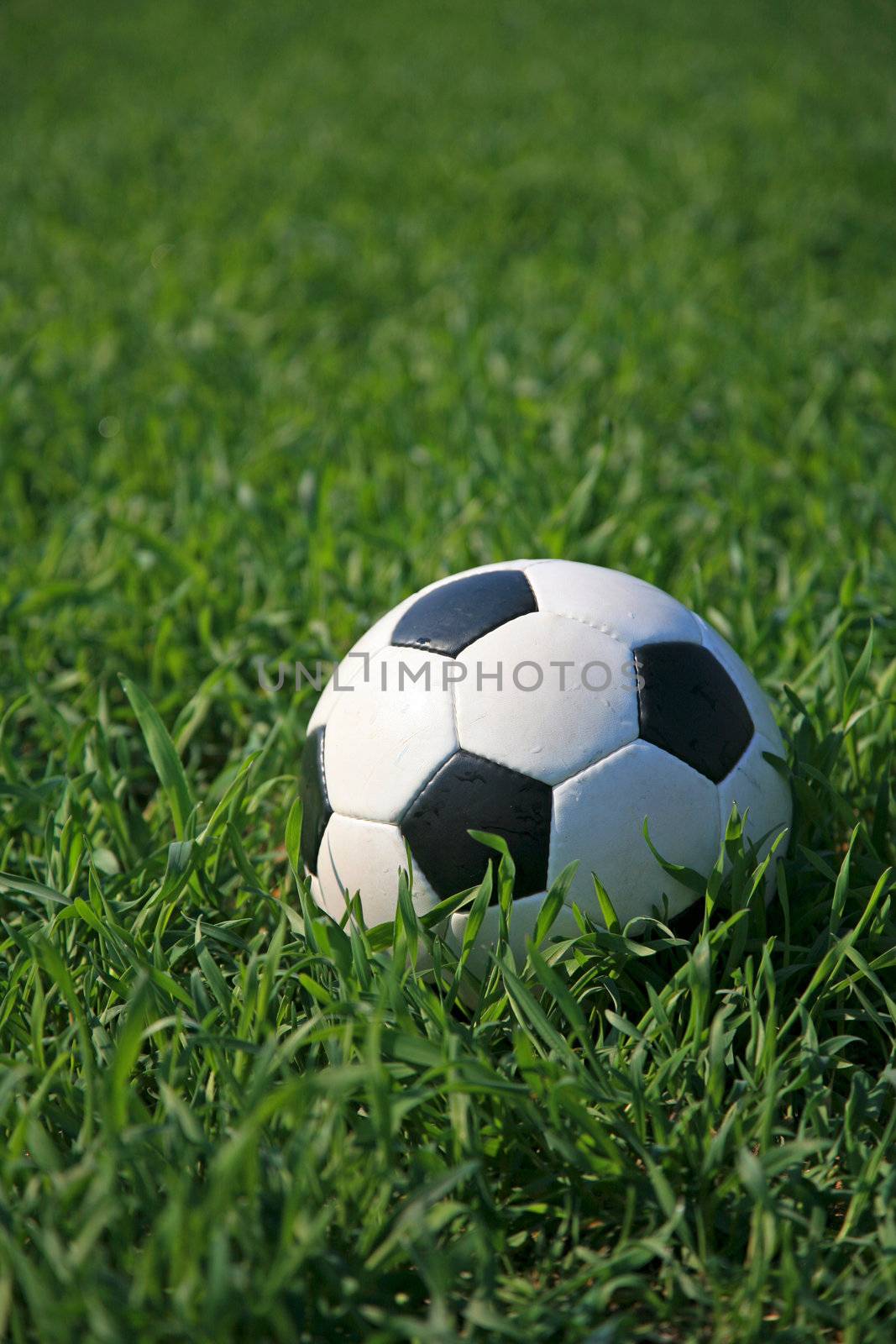 The picture shows a soccer ball lying on lawn
