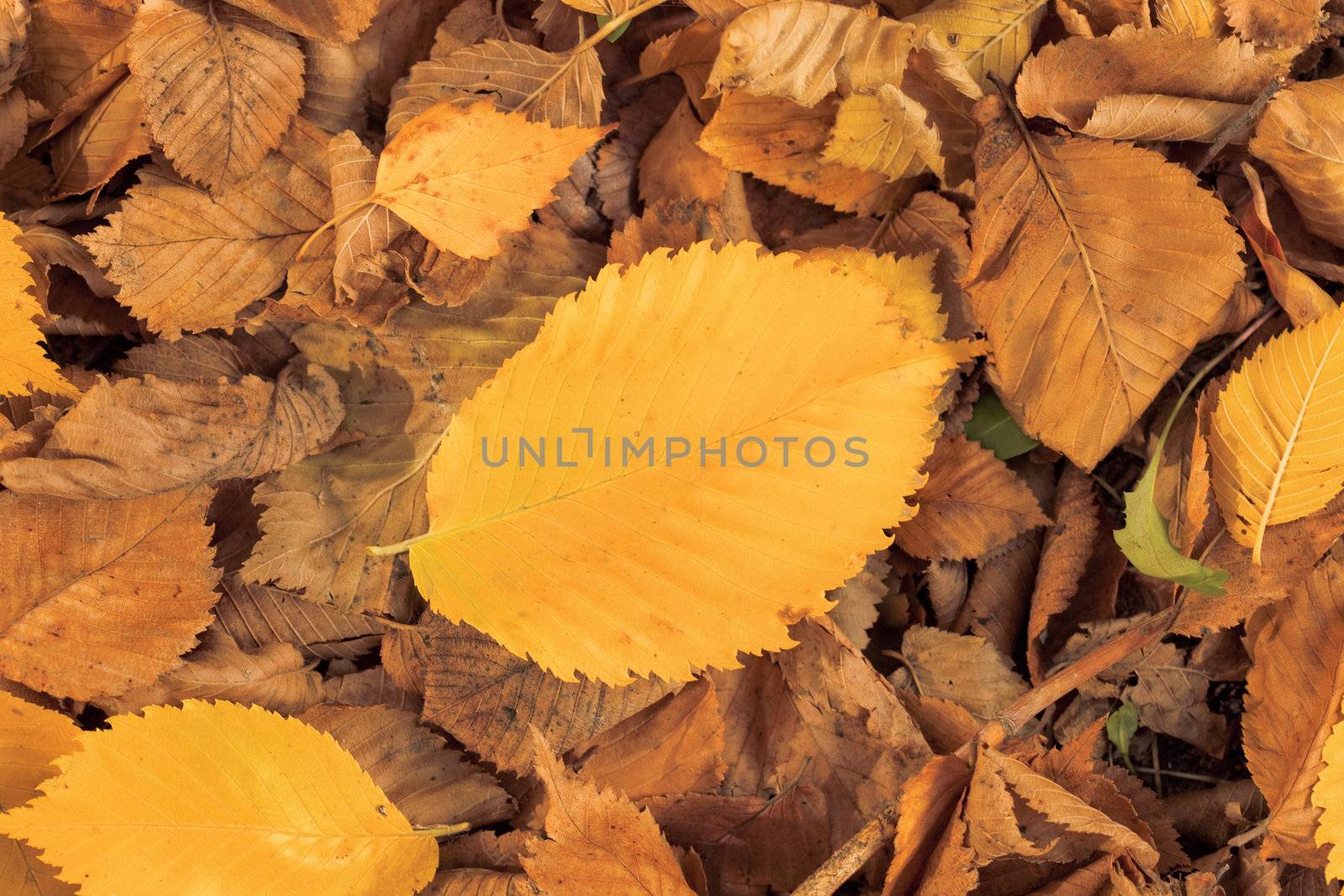Autumn colorful leaves, natural backdrop for any purpose