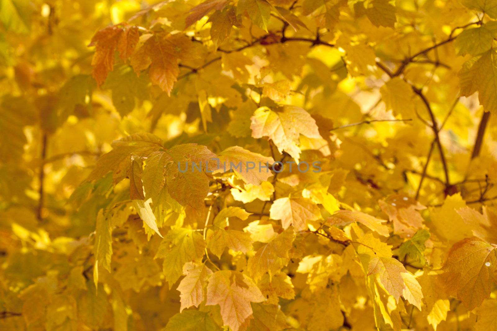 Autumn colorful leaves, natural backdrop for any purpose