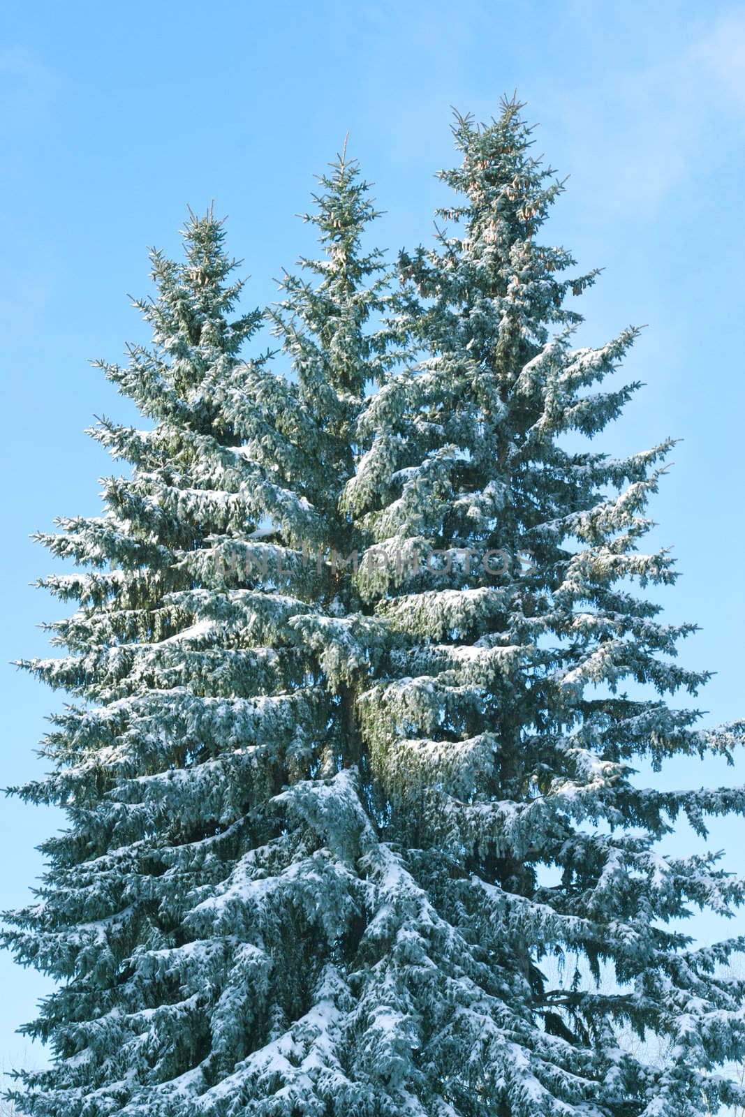 Christmas tree covered in snow