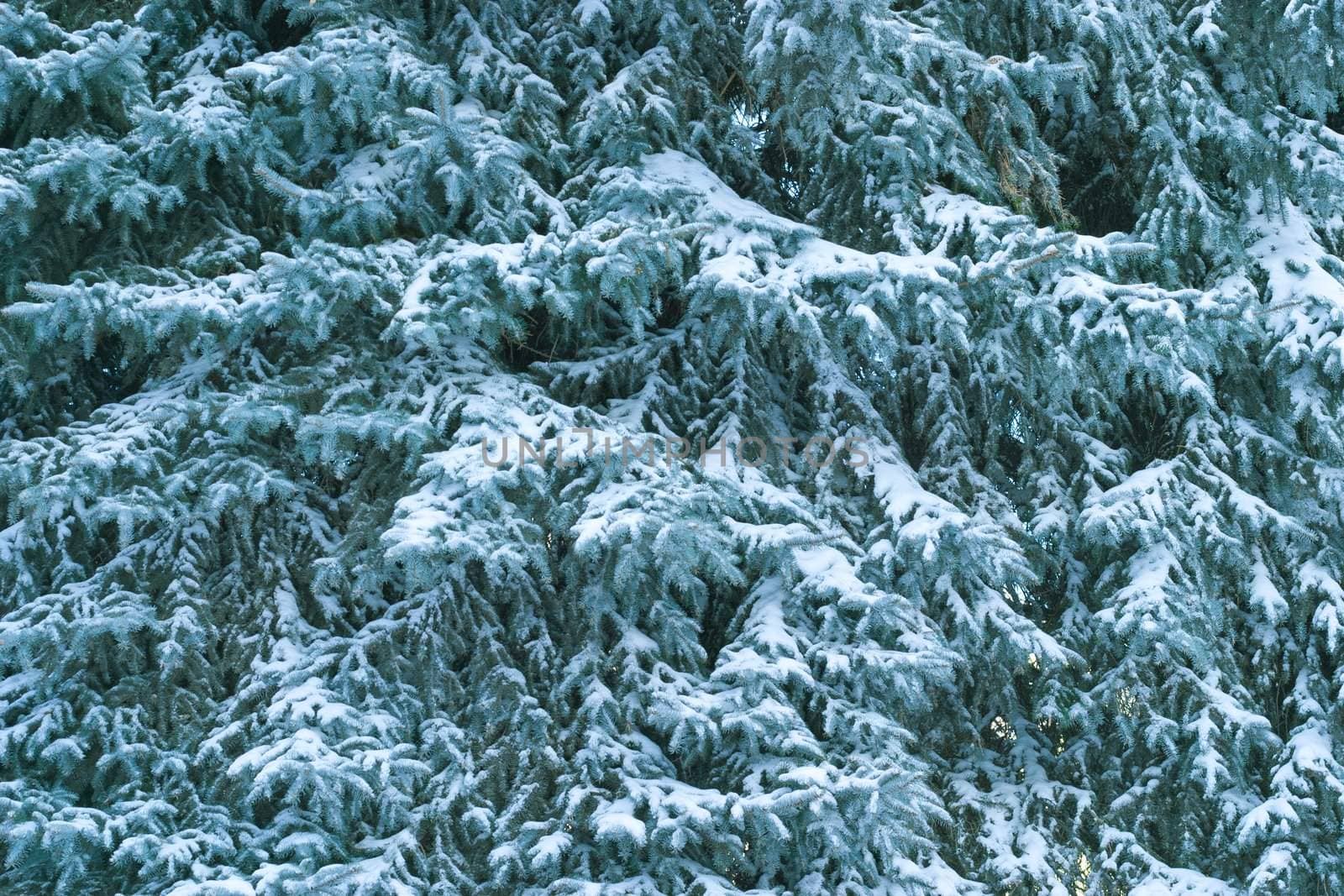 Christmas tree covered in snow