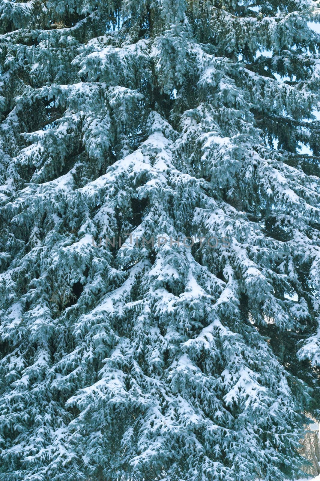 Christmas tree covered in snow