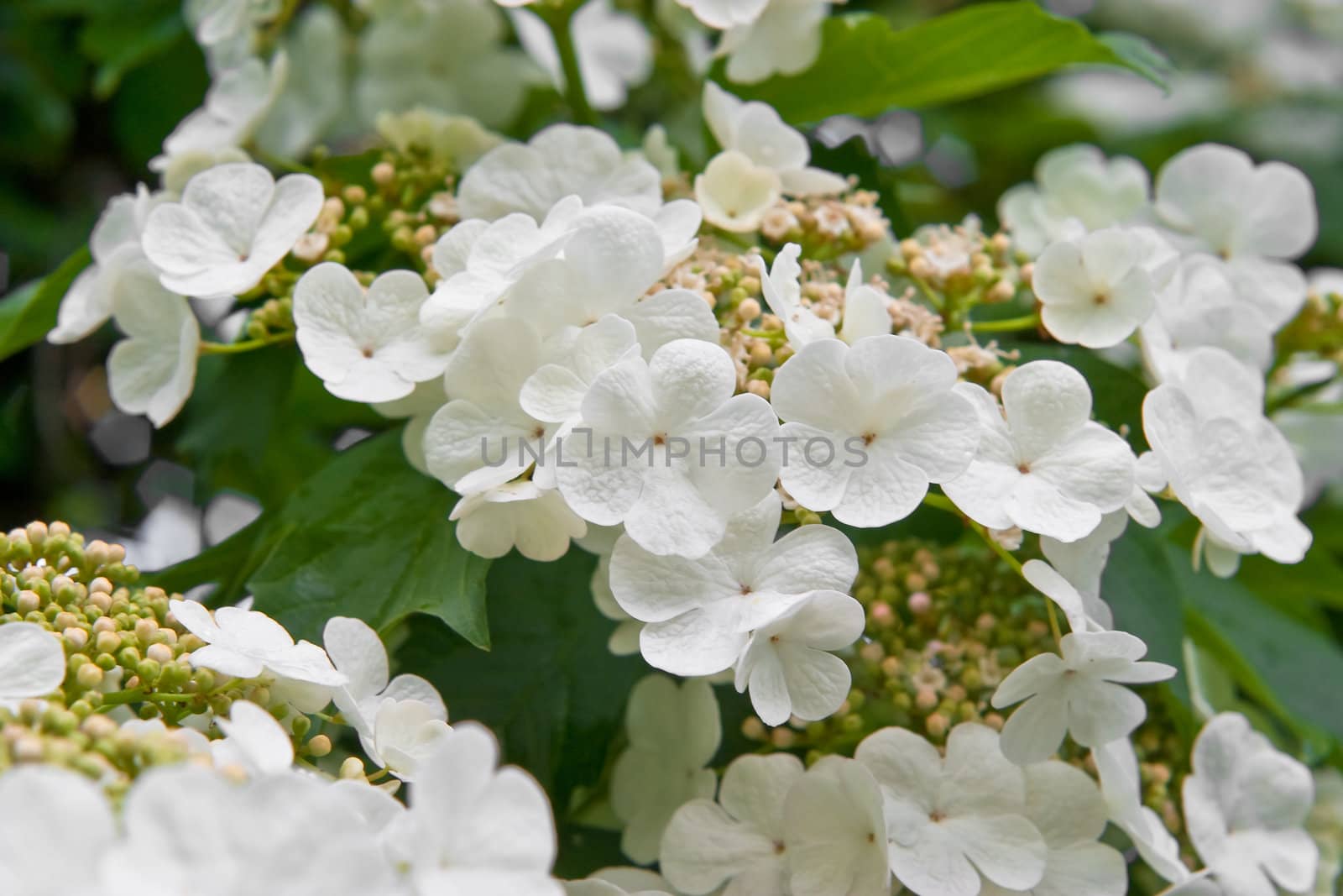 Blooming viburnum filmed close-ups. Spring mood
