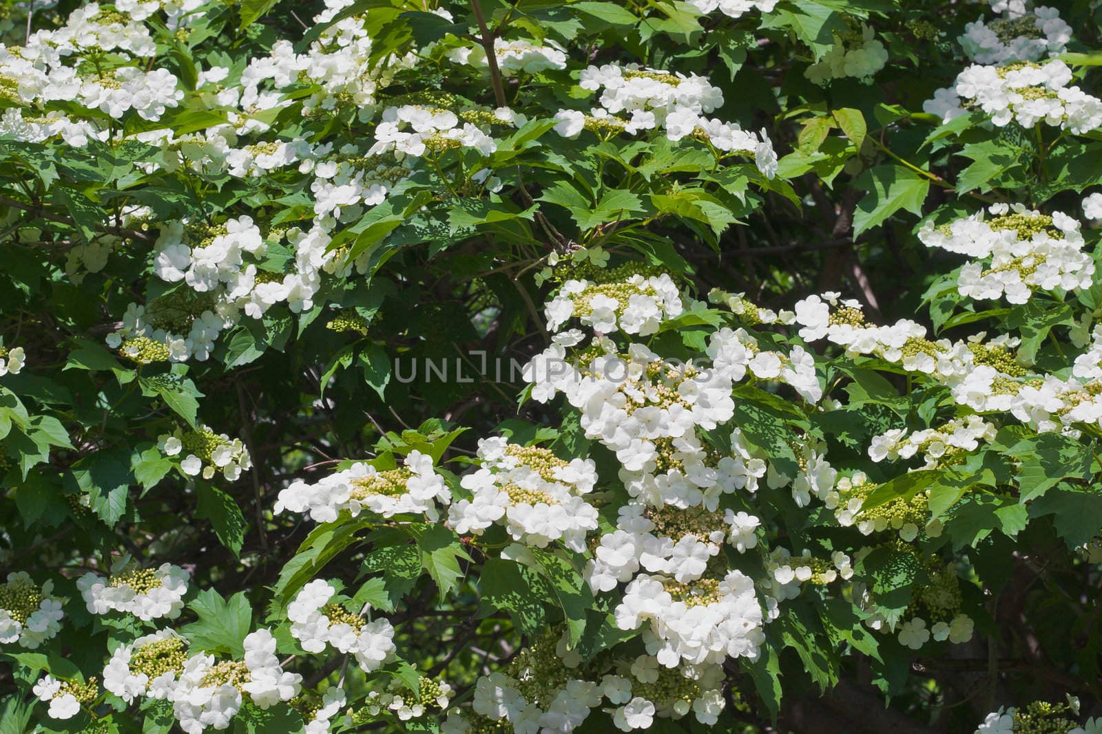Blooming viburnum filmed close-ups. Spring mood