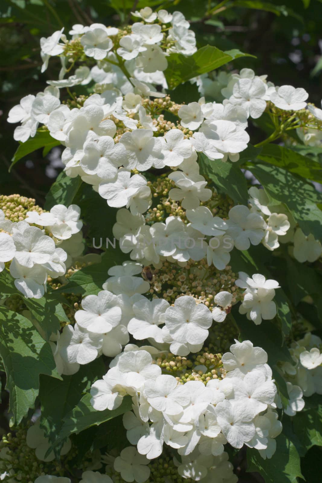 Blooming viburnum filmed close-ups. Spring mood